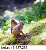 Макак-резус (Macaca mulatta) Стоковое фото, фотограф Андрей Армягов / Фотобанк Лори