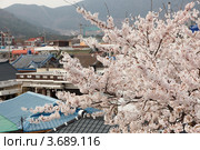 Белая японская сакура ( Prunus serrulata ) цветет на фоне восточного пейзажа. Стоковое фото, фотограф Ольга Липунова / Фотобанк Лори
