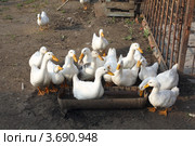 Утки. Стоковое фото, фотограф Игорь Веснинов / Фотобанк Лори
