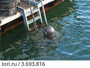 Водолаз погружается под воду. Стоковое фото, фотограф Игорь Соколов / Фотобанк Лори
