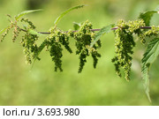 Цветет крапива двудомная (Urtica dioica L.) Стоковое фото, фотограф Щеголева Ольга / Фотобанк Лори