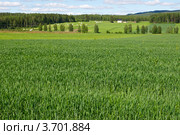 Зленый луг (2012 год). Стоковое фото, фотограф Tamara Sushko / Фотобанк Лори