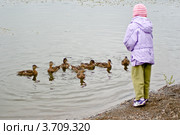 Ребенок кормит уток на берегу пруда. Стоковое фото, фотограф Александр  Буторин / Фотобанк Лори
