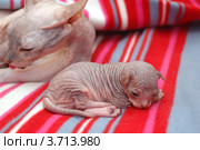 Новорожденный котенок донского сфинкса с мамой. Стоковое фото, фотограф Ольга Лободюк / Фотобанк Лори