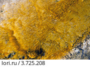 Желтые термофильные водоросли в потоках горячей воды в Йеллоустоунcком национальном парке (2012 год). Стоковое фото, фотограф Ирина Кожемякина / Фотобанк Лори