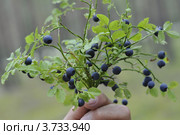 Букетик спелой черники с веточками  на  размытом фоне. Стоковое фото, фотограф Лада Иванова / Фотобанк Лори