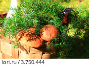 Корзина с грибами и ветками можжевельника. Стоковое фото, фотограф Елена Кутепова / Фотобанк Лори