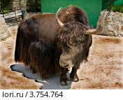 Тибетский як, Ялтинский зоопарк (Bos grunniens) Стоковое фото, фотограф ИВА Афонская / Фотобанк Лори