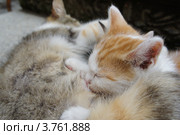 Котёнок пьёт молоко матери. Стоковое фото, фотограф Бирюкова Татьяна / Фотобанк Лори