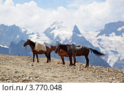 Лошади на вершине горы, Домбай. Стоковое фото, фотограф Истомина Елена / Фотобанк Лори