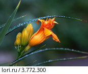 Утренняя роса в саду (Morning dew. Стоковое фото, фотограф Владимир Борисов / Фотобанк Лори