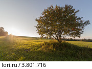 Отдельно стоящая на скошенном поле, рябина на восходе солнца. Стоковое фото, фотограф Виталий Веревкин / Фотобанк Лори