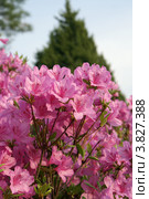 Ветка бурно цветущего розового рододендрона (Rhododendron) (малая глубина резкости) Стоковое фото, фотограф Ольга Липунова / Фотобанк Лори