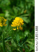 Люцерна серповидная (Medicago falcata) Стоковое фото, фотограф Анна Омельченко / Фотобанк Лори