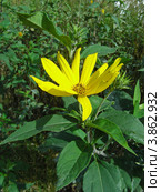 Гелиопсис шероховатый (Heliopsis scabra) Стоковое фото, фотограф lana1501 / Фотобанк Лори