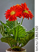 Цветущее декоративное растение Гербера (Gerbera) красного цвета. Стоковое фото, фотограф Ольга Денисова / Фотобанк Лори