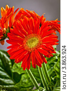 Гербера (Gerbera) красного цвета. Стоковое фото, фотограф Ольга Денисова / Фотобанк Лори