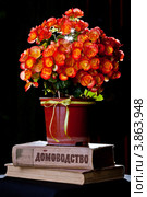 Бегония клубневидная (Begonia tuberhybrida) красно-оранжевого цвета. Стоковое фото, фотограф Ольга Денисова / Фотобанк Лори