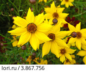 Гелиопсис шероховатый (Heliopsis scabra) Стоковое фото, фотограф lana1501 / Фотобанк Лори