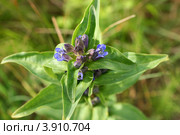 Горечавка крестовидная (Горечавка крестообразная, Петров крест, Gentiana cruciata) Стоковое фото, фотограф Щеголева Ольга / Фотобанк Лори