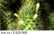 Таймлапс, цветение белой маммиллярии (Mammillaria gracilis) Стоковое видео, видеограф Артем Поваров / Фотобанк Лори