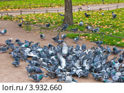 Кормящиеся голуби. Стоковое фото, фотограф юрий яковлев / Фотобанк Лори