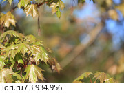 Весенние, молодые листья клена. Природный фон. Стоковое фото, фотограф Виталий Веревкин / Фотобанк Лори