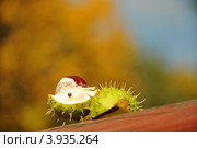 Расколовшиеся каштан. Стоковое фото, фотограф Jurijus Ščerbakovas / Фотобанк Лори