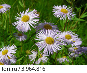 Астра ромашковидная (Aster amelloides ) на фоне зеленой травы. Стоковое фото, фотограф lana1501 / Фотобанк Лори
