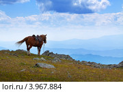 Оседланная лошадь стоит над обрывом. Стоковое фото, фотограф Яков Филимонов / Фотобанк Лори