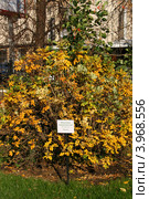 Шиповник морщинистый (Rosa rugosa Thunb.). Общий вид осеннего куста. Стоковое фото, фотограф Щеголева Ольга / Фотобанк Лори