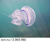 Черноморская медуза корнерот (лат. Rhizostoma pulmo) Стоковое фото, фотограф Владимир Сергеев / Фотобанк Лори