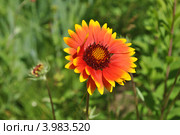 Многолетний садовый цветок Гайлардия (Gaillardia) Стоковое фото, фотограф lana1501 / Фотобанк Лори