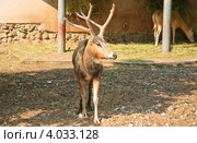 Олень Давида (Elaphurus davidianus) в зоопарке. Стоковое фото, фотограф Алёшина Оксана / Фотобанк Лори
