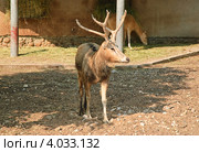 Олень Давида (Elaphurus davidianus) в зоопарке. Стоковое фото, фотограф Алёшина Оксана / Фотобанк Лори