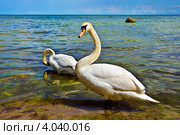 Два молодых лебедя-шипуна (лат. Cygnus olor) на берегу Балтийского моря. Стоковое фото, фотограф Сергей Трофименко / Фотобанк Лори