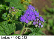 Агератум Гаустона (Ageratum houstonianum) Стоковое фото, фотограф Елена Коромыслова / Фотобанк Лори