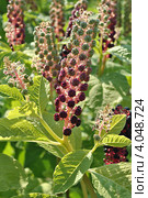 Фитолакка американская (лат. Phytolacca americana L.) Стоковое фото, фотограф lana1501 / Фотобанк Лори
