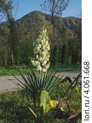 Юкка (yucca) Стоковое фото, фотограф Николай Истомин / Фотобанк Лори