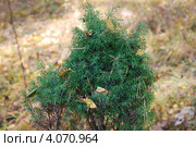 Можжевельник обыкновенный (Juniperus communis L.) Стоковое фото, фотограф Анна Омельченко / Фотобанк Лори