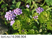 Иберис (Iberis) Стоковое фото, фотограф lana1501 / Фотобанк Лори