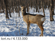 Косуля сибирская (Capreolus pigargus) Стоковое фото, фотограф syngach / Фотобанк Лори
