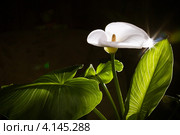 Цветок каллы на черном фоне. Стоковое фото, фотограф Ольга Денисова / Фотобанк Лори