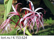 Цветок - Кринум величественный (Crinum augustum) Стоковое фото, фотограф Татьяна Белова / Фотобанк Лори