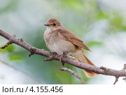 Соловей, Luscinia luscinia, Thrush Nightingale. Стоковое фото, фотограф Василий Вишневский / Фотобанк Лори