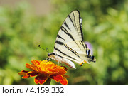 Махаон (Papilio machaon) Стоковое фото, фотограф Красилов Игорь / Фотобанк Лори