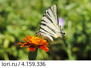 Махаон (Papilio machaon) Стоковое фото, фотограф Красилов Игорь / Фотобанк Лори