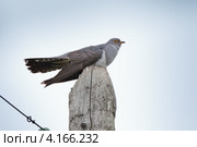 Кукушка обыкновенная, Cuculus canorus, Common Cuckoo. Стоковое фото, фотограф Василий Вишневский / Фотобанк Лори