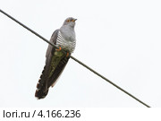 Кукушка обыкновенная, Cuculus canorus, Common Cuckoo. Стоковое фото, фотограф Василий Вишневский / Фотобанк Лори