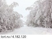Проселочная дорога с деревьями, занесенными снегом. Стоковое фото, фотограф Кекяляйнен Андрей / Фотобанк Лори